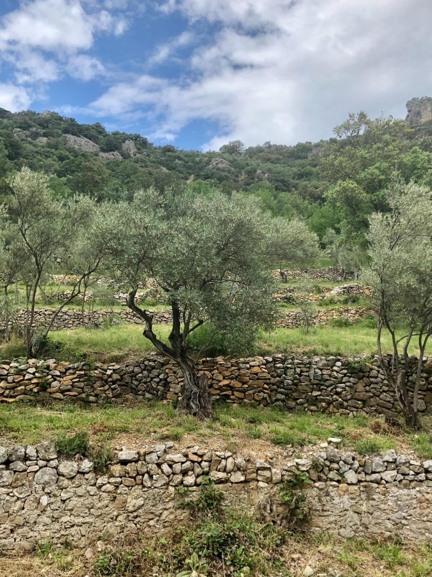 Charmante Maison A Saint Guilhem Le Desert מראה חיצוני תמונה